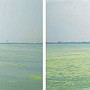 Blue Algae In Dian Lake 01
